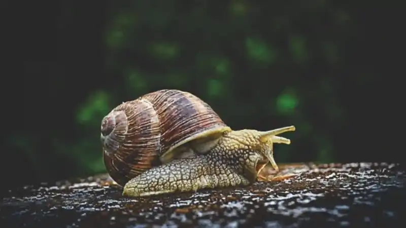 snail-3705324_640